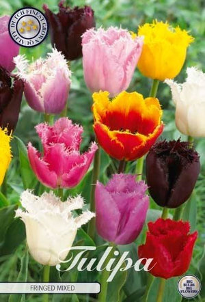 Fringed Tulip Bulb Collection – Mixed Colours, Pack of 10