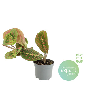 Maranta ‘Fascinator’ Prayer Plant – 8.5cm Pot