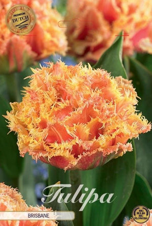 Tulipa ‘Fringed Double Brisbane’ Flower Bulbs – 7 Bulbs