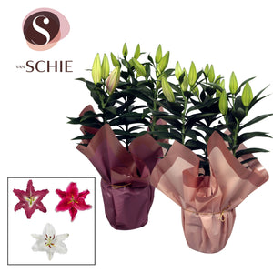 Mixed Oriental Lily (Lilium) – 17cm Pot
