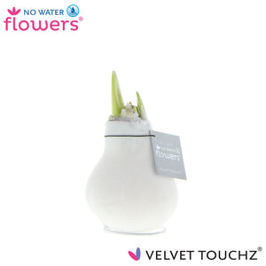 Green Waxed Hippeastrum ‘Velvet Touch’