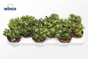Crassula Succulent – 10.5cm Pot