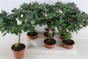 Mixed Rhododendron Houseplant – 13cm Pot, 45cm High