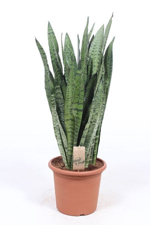 Sansevieria zeylanica Snake Plant – 25cm Pot
