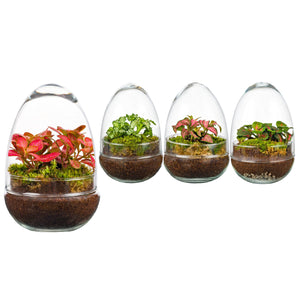 Pluto Small Glass Terrarium – 12cm