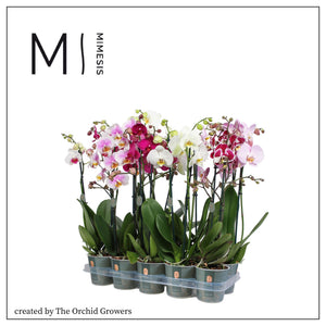 Mixed Phalaenopsis Orchid – 2 Stem, 12cm Pot