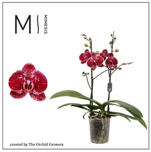 Phalaenopsis Orchid – 2 Stem, 12cm Pot, 70cm