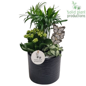 Decorative Mixed Plant Arrangement – 14cm Ceramic Pot