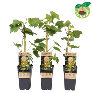 Lakemont Seedless Grape Vine (Vitis vinifera) – 15cm Pot