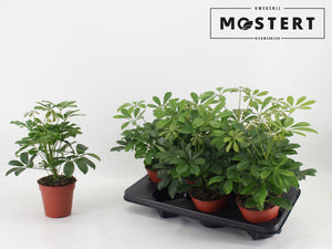 Dwarf Umbrella Tree (Schefflera arboricola) – 13cm Pot