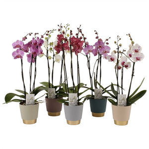 Mixed Phalaenopsis Orchid – 2 Stem, 12cm Ceramic Pot