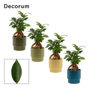 Ficus Ginseng Bonsai (Ficus microcarpa) – 9cm Pot