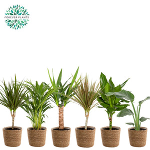 Mixed Green Houseplant Basket ‘Gaby’ – 14cm Pot