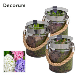 Glass Plant Arrangement with Decorative Twine – 15cm