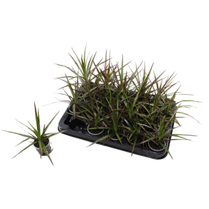 Dracaena marginata Dragon Tree – 6cm Pot