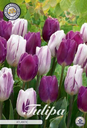 Tulip ‘Atlantic’ Flower Bulbs – 12cm+