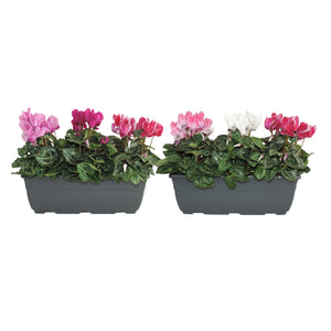 Mixed Small-Flowered Cyclamen (Cyclamen persicum) – 27cm Pot