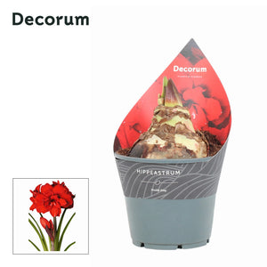 Red Double Amaryllis (Hippeastrum) – 14cm Pot
