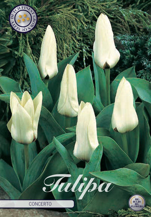 Tulipa kaufmanniana ‘Concerto’ Tulip Bulbs – Size 12/+