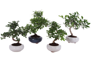 Indoor Bonsai Tree in Ceramic Pot – 17cm