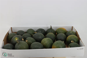 Decorative Mixed Gourds – Black Cat Collection