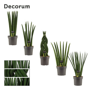 Cylindrical Snake Plant (Sansevieria cylindrica) – 17cm Pot