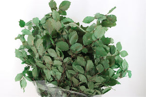Green Beech Foliage Bunch – Approx. 85–90cm Stems