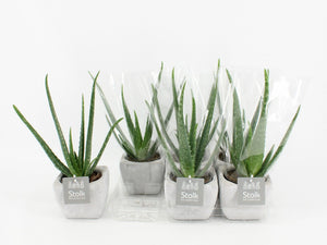 Aloe Vera in Square Stone-Effect Pot – 11cm