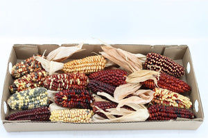 Mixed Zea Mays Ornamental Grass