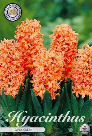 Gipsy Queen Hyacinth Bulbs (5 Pack)