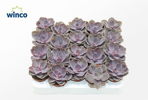 Echeveria ‘Pearl von Nürnberg’ – 5.5cm Pot