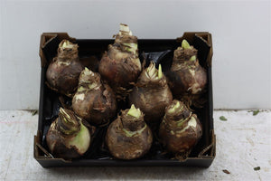 Red Hippeastrum Bulb with Roots – 20cm