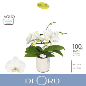 White Phalaenopsis Orchid – 6 Stem, 12cm Ceramic Pot