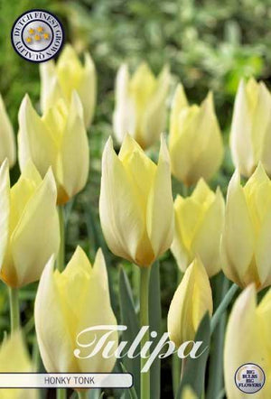 Tulipa species ‘Honky Tonk’ Flower Bulbs – Pack of 10