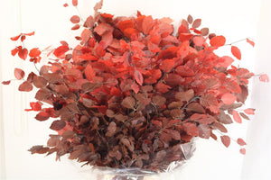 Dark Red Beech Foliage Bunch – 85–90cm Stems