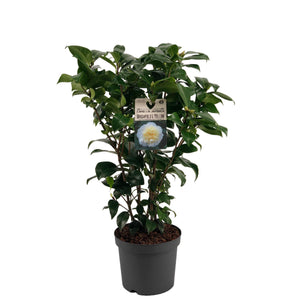 Camellia 'Brushfield's Yellow' – 19cm Pot