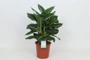 Dieffenbachia ‘Green Magic’ – 24cm Pot, 80cm Tall