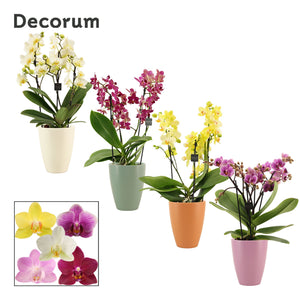 Dazzling Lausanne Phalaenopsis Orchid – 12cm Pot