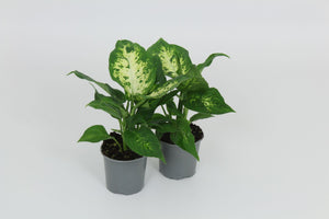 Dieffenbachia Compacta – 8.5cm Pot, 28cm High