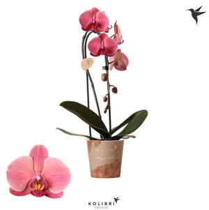Yellow Phalaenopsis Orchid – 12cm Pot, 45cm High