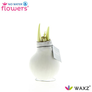 White Waxed Amaryllis (Hippeastrum) – 2 Stems