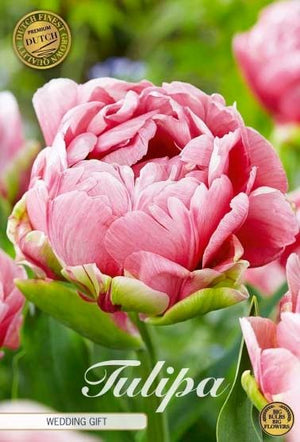 Double Late Tulip ‘Wedding Gift’ Bulbs – 7 Bulbs
