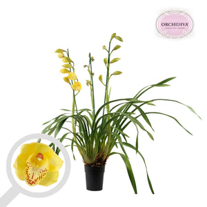 Mixed Cymbidium Orchid – 14cm Pot, 85cm Tall