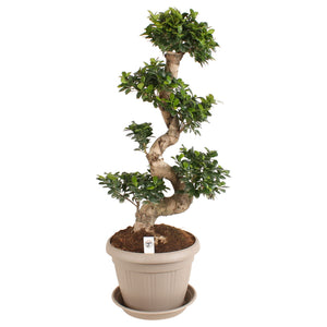 Ficus Ginseng (Ficus microcarpa) – 35cm Pot