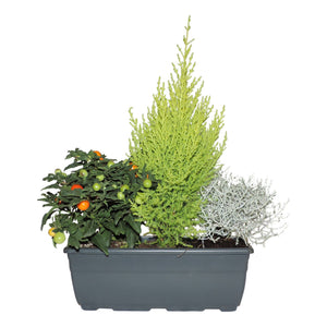 Balcony Plant Arrangement – 27cm Plastic Trough