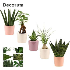 Mixed Green Houseplant in Ceramic Pot – 6cm