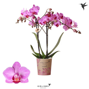 Pink Phalaenopsis Orchid – 9cm Pot, 40cm High