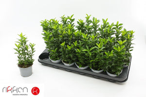 Japanese Spindle Tree ‘Green Spire’ (Euonymus) – 9cm Pot