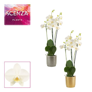White Phalaenopsis Orchid – 3 Stem, 12cm Ceramic Pot