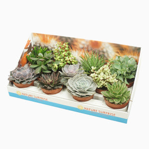 Mixed Succulent Plant Collection – 10.5cm Pot